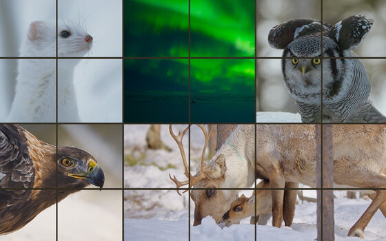 Thumbnail for Arctic Wildlife in Lapland